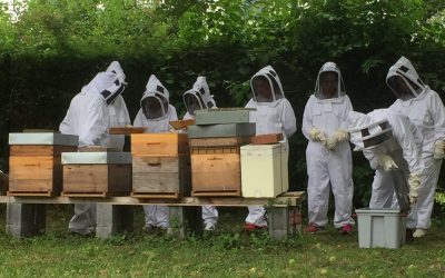 Atelier Apiculture à la Mitterie !