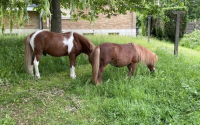 Des poneys à la Clinique !